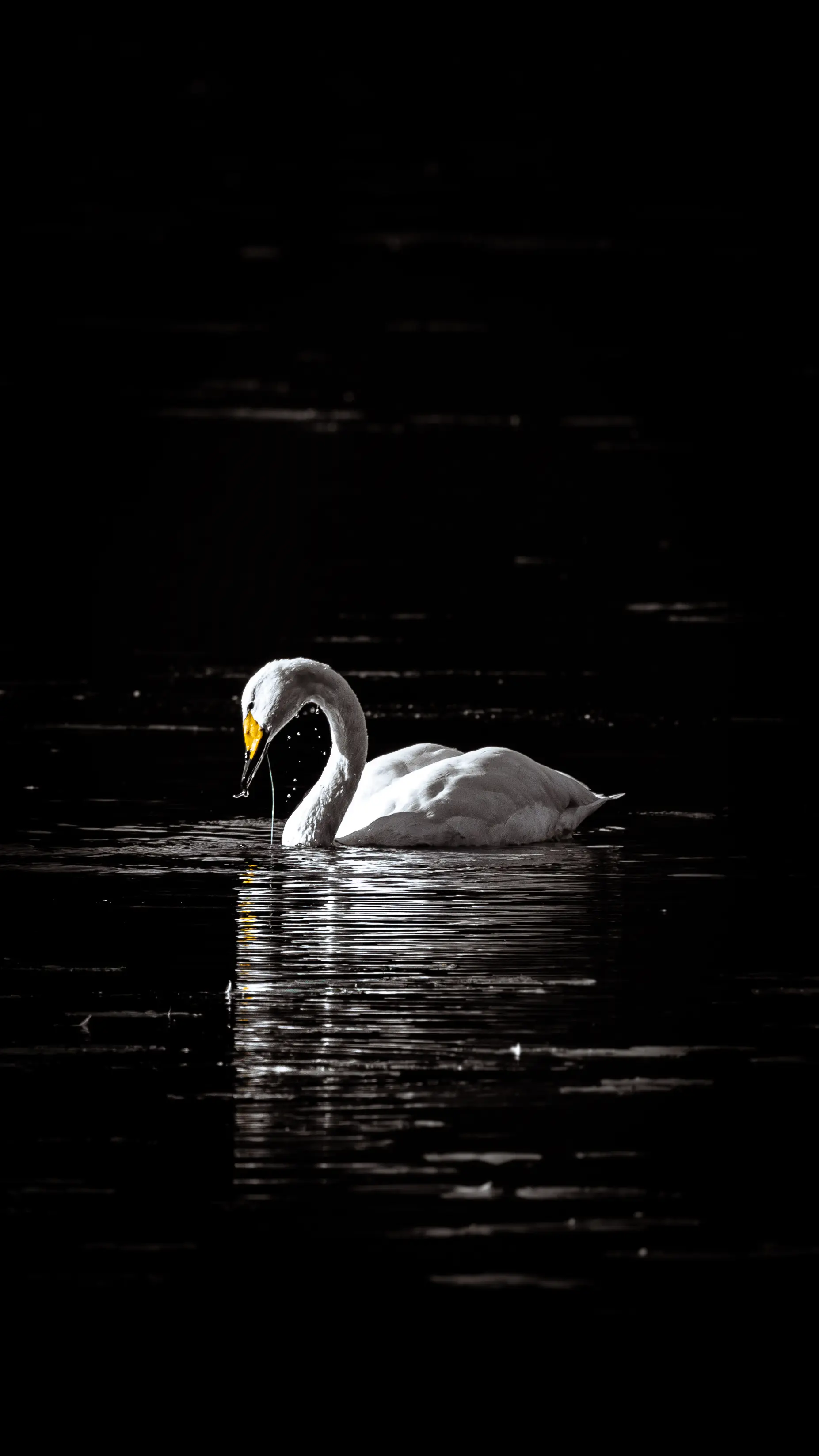 Wildlife photography in Finland — Alexander Krohn