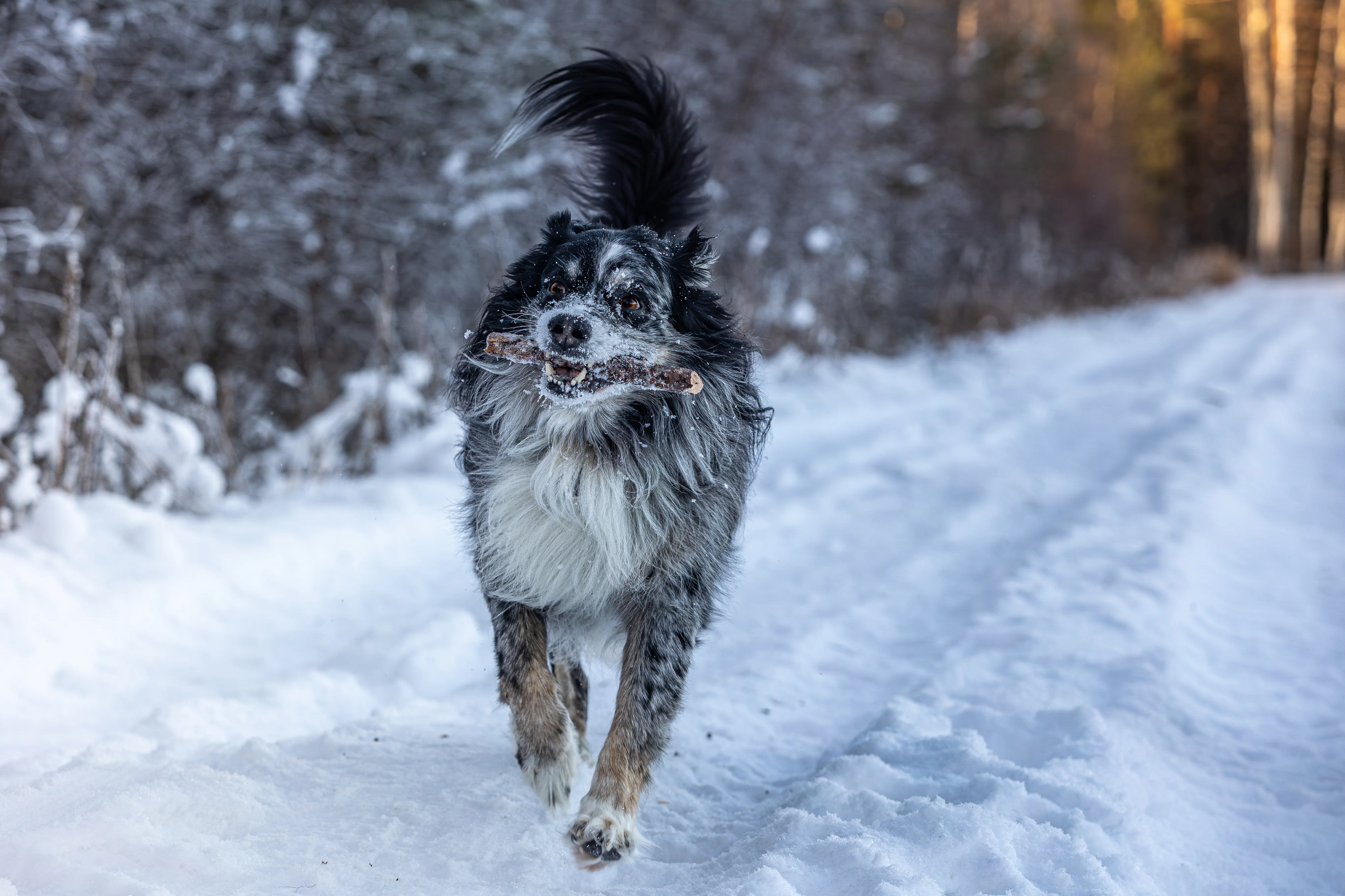 Animal photography in natural light — Alexander Krohn
