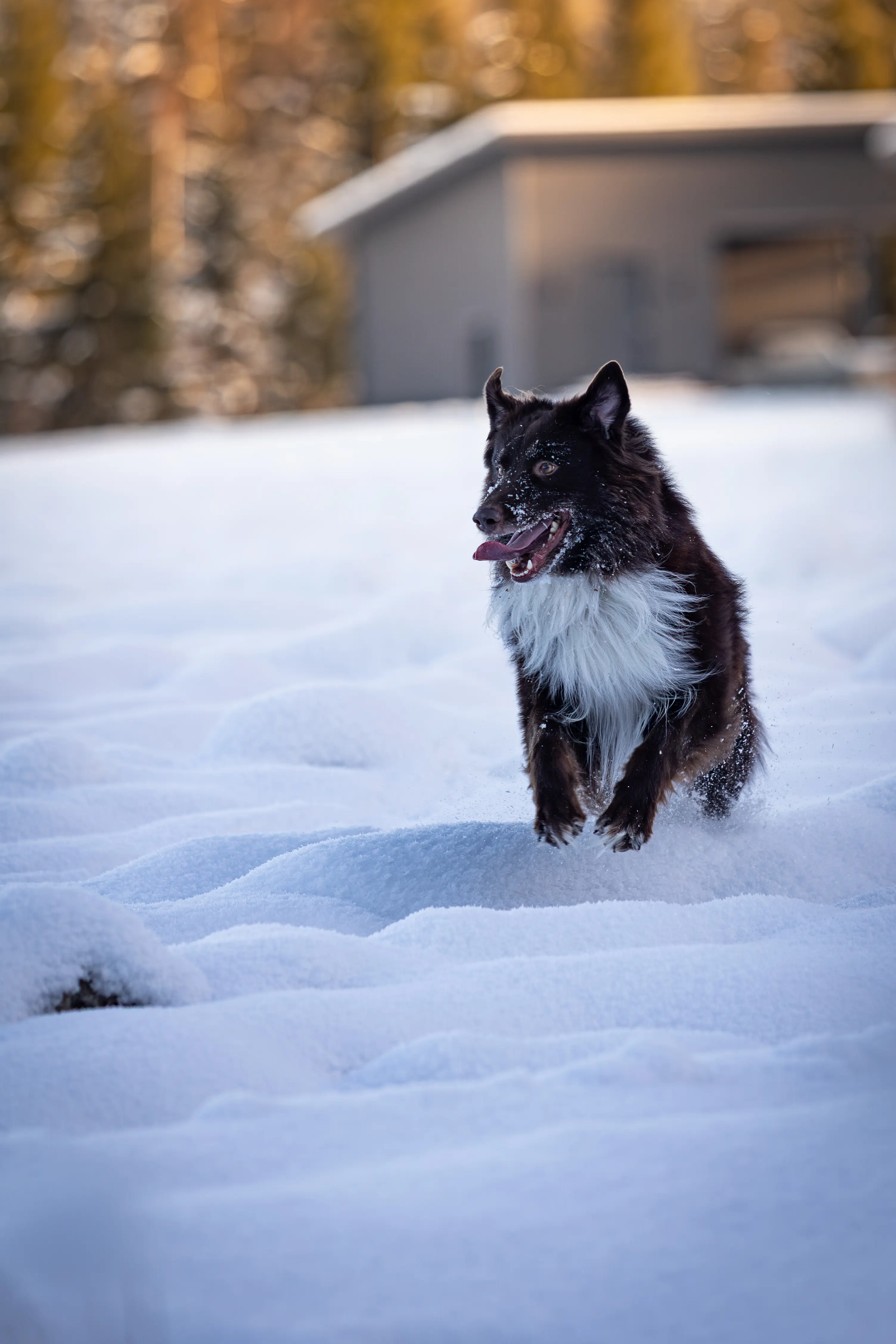 Animal photographer Finland — Alexander Krohn