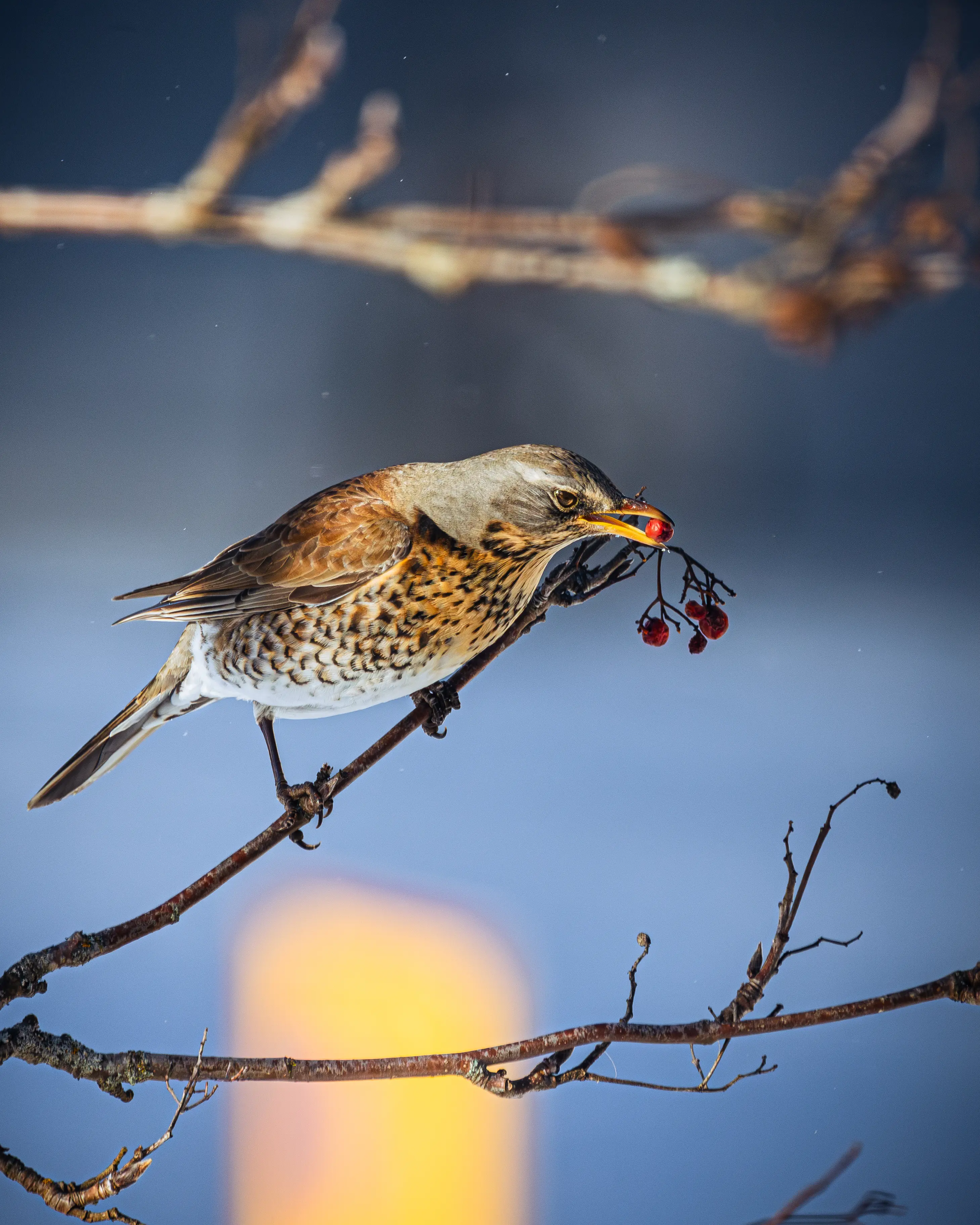 Animal photography in natural light — Alexander Krohn, Vaasa