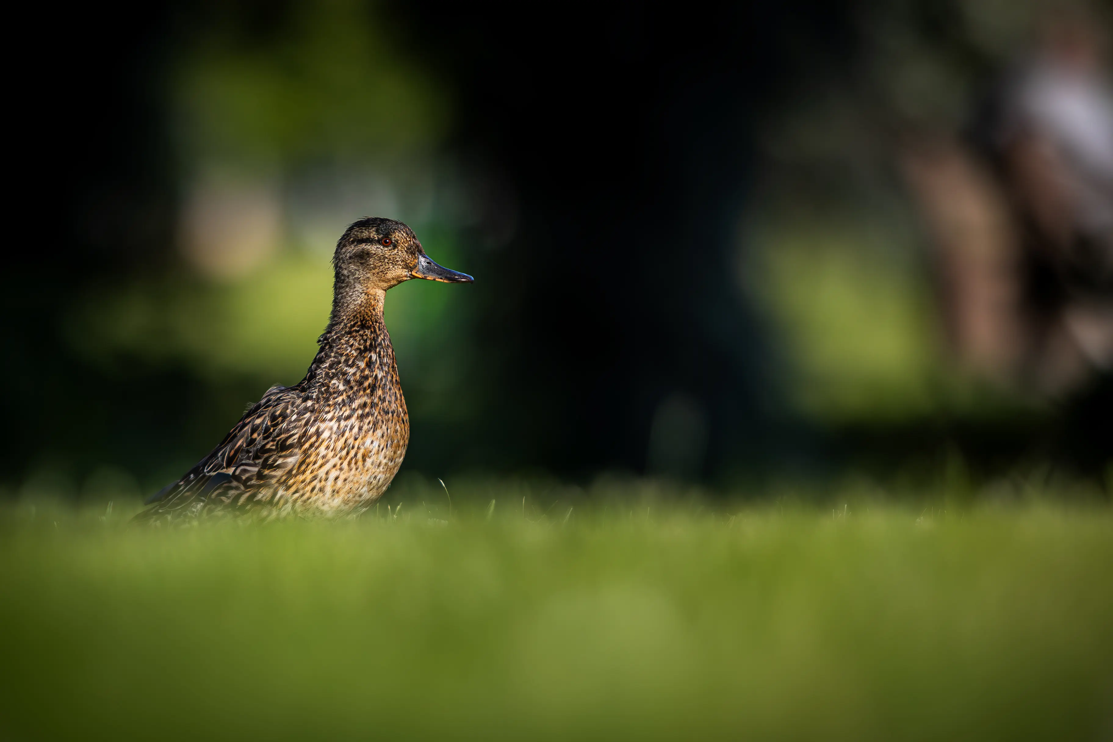 Pet photography on location by Alexander Krohn, Finland