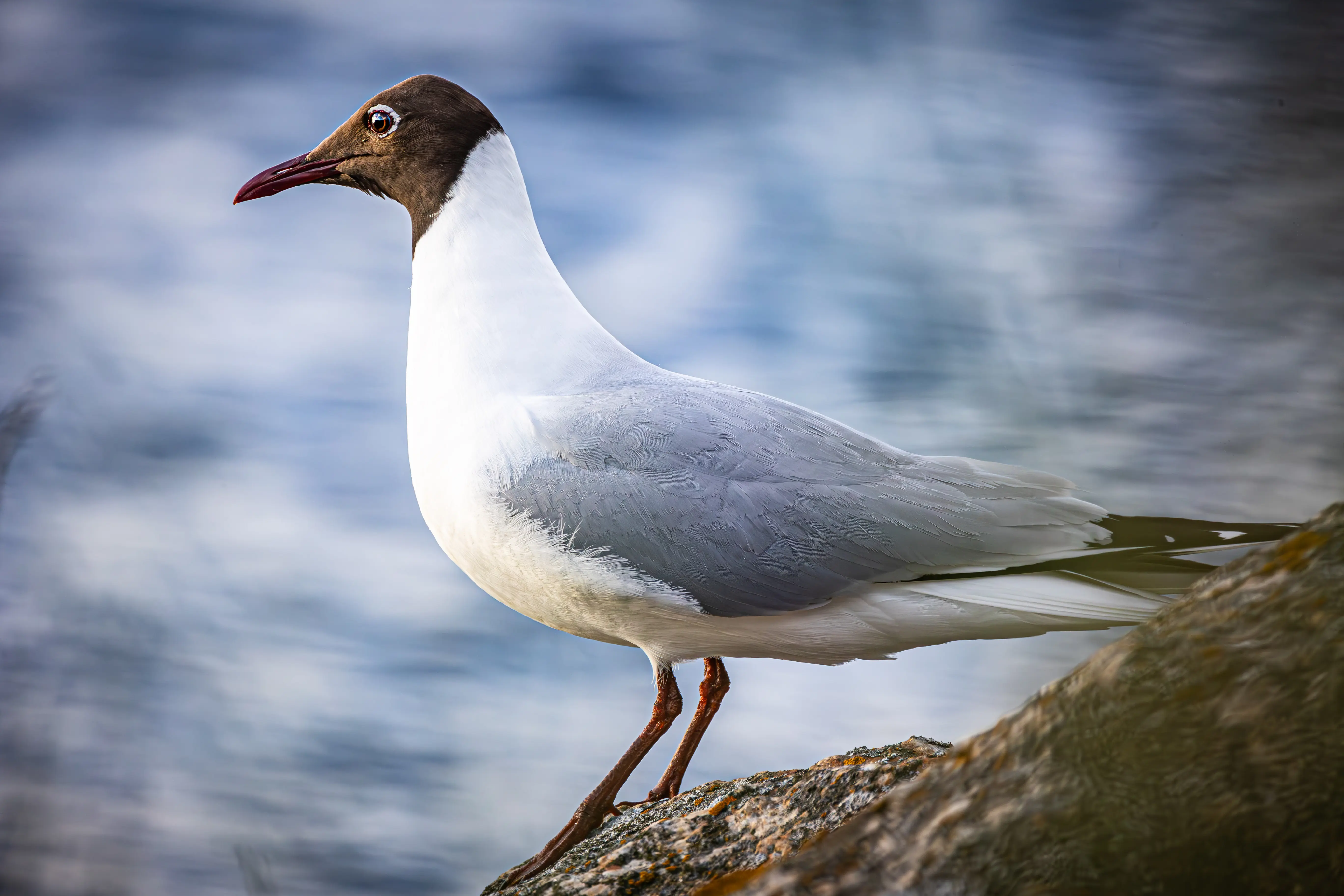 Animal photographer Vaasa — Alexander Krohn