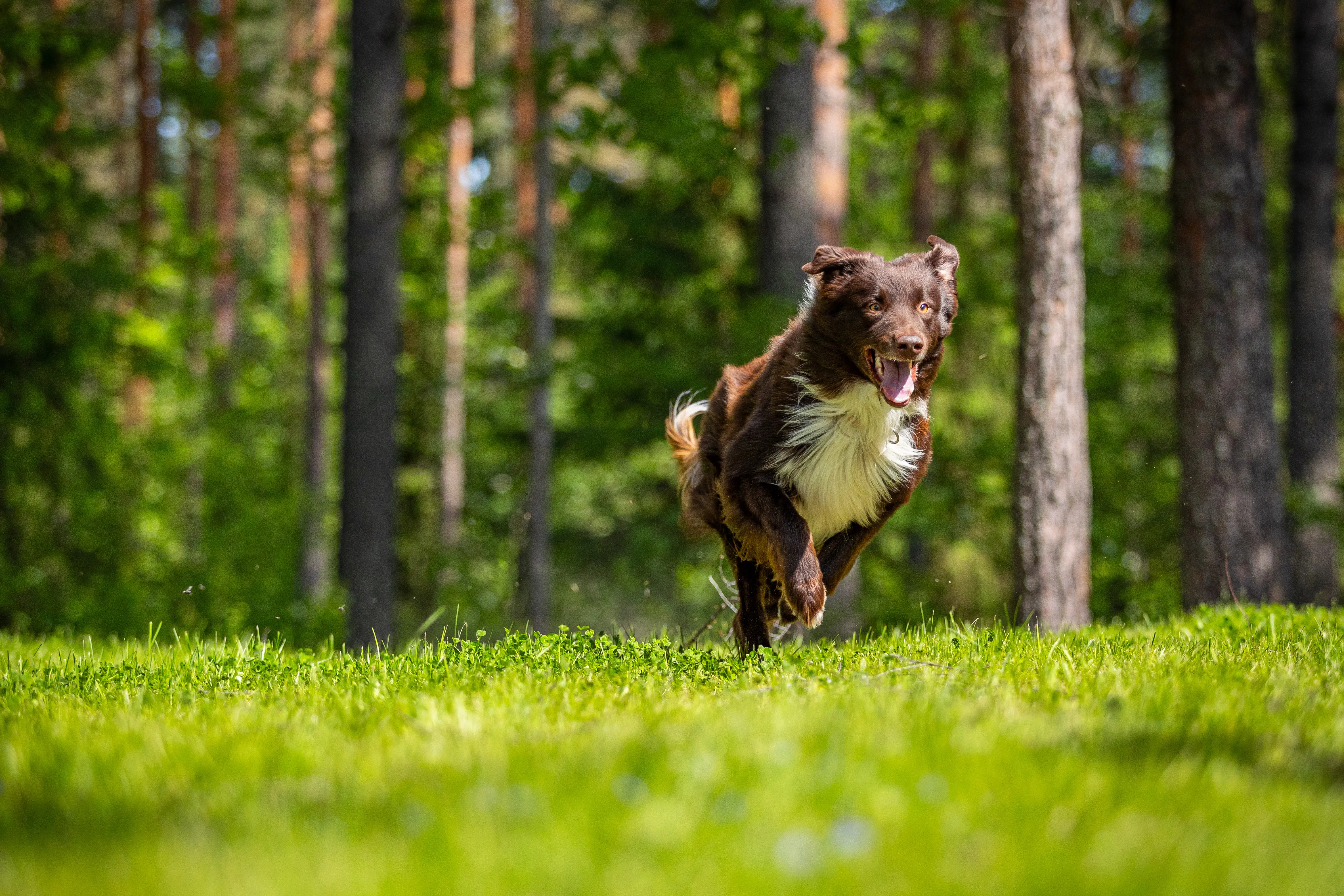 On-location pet photography, Finland — Alexander Krohn