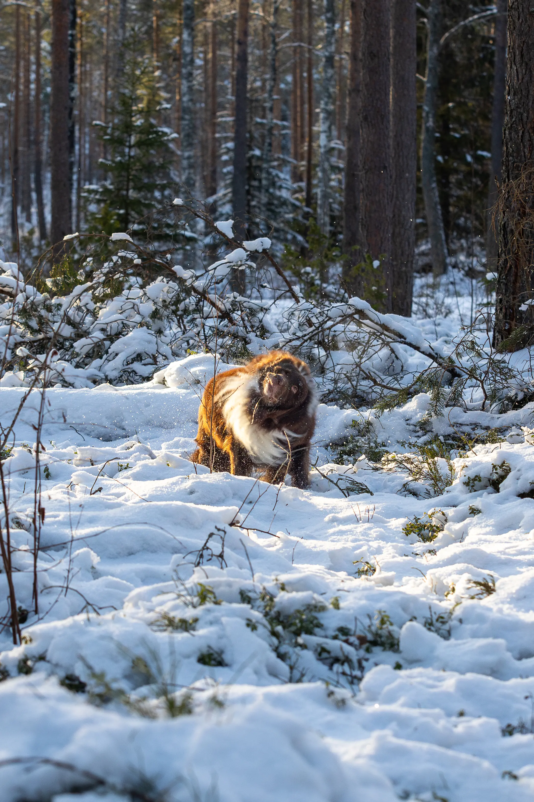 Wildlife photography Finland — Alexander Krohn