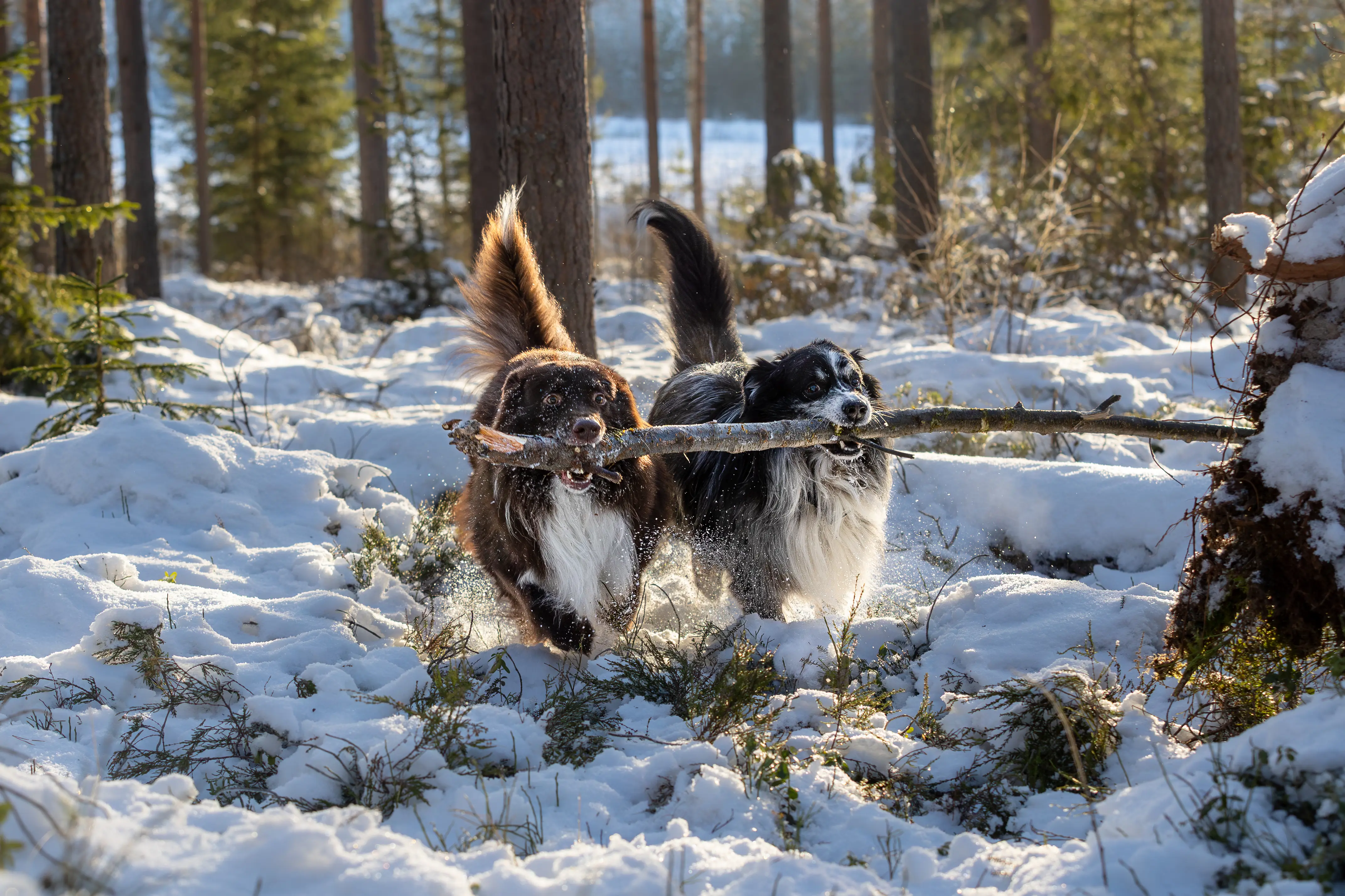Animal and wildlife photography in Finland by Alexander Krohn